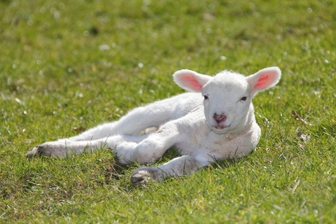 Sacrificial Lamb Anyone?