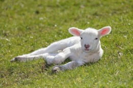 Sacrificial Lamb Anyone?